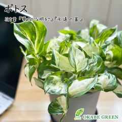 母の日 観葉植物 ポトス ステータス プラスチック鉢 黒受皿付 おしゃれ 鉢植え 人気 お祝い 誕生日 送料無料 黒4