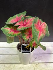 カラジューム　3.5号　グリーン×レッド　カラーリーフ　観葉植物　インテリア　グリーン　オシャレ
