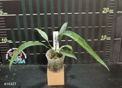 アンスリウム ペンデンス  Anthurium type pendens JA