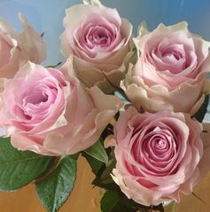 切り花　R2M4NNB3R1NNS3　巻きが大変美しく★淡いピンクの花色が美しい大輪バラ★挿し木苗