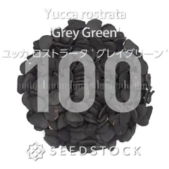 2025年最新】ユッカロストラータ 種の人気アイテム - メルカリ