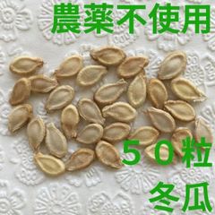 【農薬不使用】冬瓜の種 とうがん 収穫後長期保存可能 煮物やスープなどに