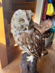 剥製セット フクロウ、キジ2匹