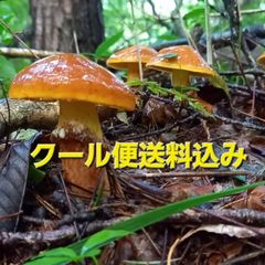 天然きのこ109　ハナイグチ、オオツガタケ、ヌメリイグチ1.2kg