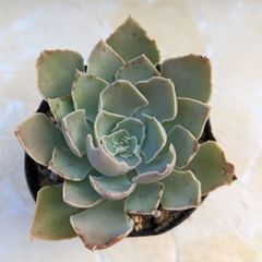多肉植物　エケベリア　シャビアナ