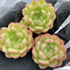 Hoshi 多肉植物 水曜日発送 - メルカリShops