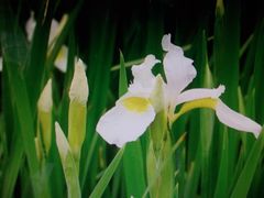 アヤメ株　（植えどき、5株）