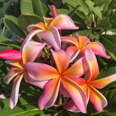 ❃purumeria❃さま専用 Plumeria 3 パターン | 日本ハワイアンキルト製作所
