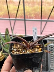 【希少原種】Aloe cameronii var. bondana アロエ　カメロニー　ボンダナ　Zimbabwe 原種アロエ　Zimbabwe原産　実生