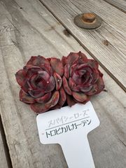 スパイシーローズ　エケベリア　多肉植物　トロピカルガーデン