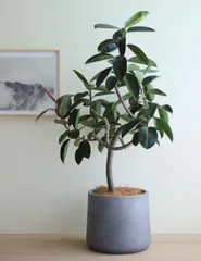 2025年最新】konton 鉢の人気アイテム - メルカリ