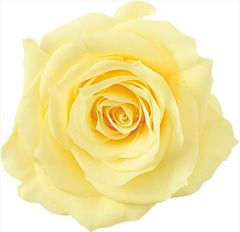 [신품·5 영업일에 발송] 대지 농원 샬롯 12륜 모닝 옐로우 76-2592-501 (1240325)