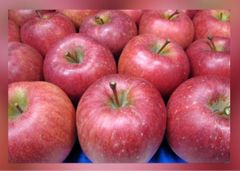 ☆★等級秀品です★☆青森産ふじ林檎☆８〜１０玉入箱☆フジリンゴ☆のサムネイル