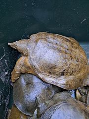 うみがめ科 剥製 国際希少野生動植物種登録標あり （※ただ今値下げ中