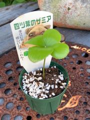 幸せを運ぶ♡四つ葉のザミア①