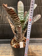 アガベ　パラサナ×イシスメンシス中株 アガベ hybrid パラサナ×特選イシスメンシス/賴光X甲蟹特選