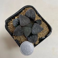 多肉植物　ハオルチア　ムーンストーン　抜き苗　根付き