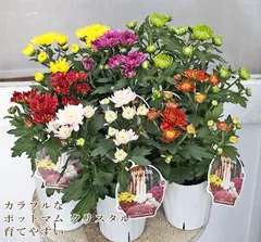 ㊱大きめ苗! 青鬼❣️そわそわ❣️もみじ飴❣️紅手鞠❣️6苗メルカリ便送料込 ㊱大きめ苗! 青鬼❣️そわそわ❣️もみじ飴❣️紅手鞠❣️6苗
