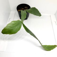 リプサリス ロブスター