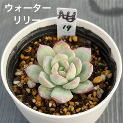 2024年最新】ウォーターリリー 多肉植物の人気アイテム - メルカリ