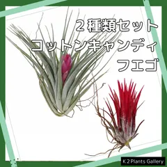 即購入禁止‼️チランジア コットンキャンディー 花芽終わり 【公式通販】
