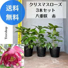 クリスマスローズ八重 3本セット【送料無料】赤 生花 苗木 15ｃｍポット苗 高さ0.3ｍ 幅0.2ｍ