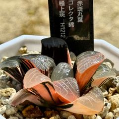 赤斑丸葉コレクタ錦　極上斑　H1211