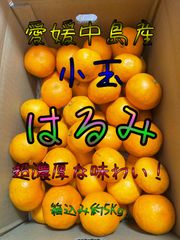 超濃厚　はるみ　小玉　箱込み約5Kg.