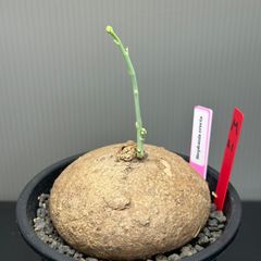 ステファニア　エレクタ　発根済　発芽済