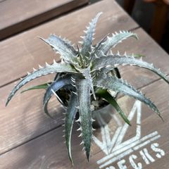 Dyckia hybrid seedling ディッキア ハイブリッド 国内実生
