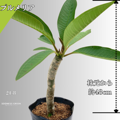 【沖縄育ち】約48㎝ プルメリア ホワイト イエロー 苗木 観葉植物 21-8