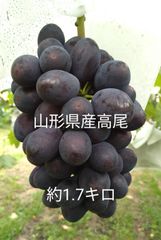 知る人ぞ知る幻のぶどう  高尾