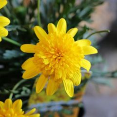 八重咲き ユリオプスデージー ビーデル 3〜3.5号ポット苗 【1株販売】 変わり咲き 寄せ植え 花壇 鉢植え お洒落 おしゃれ 可愛い かわいい 春の花 冬の花 花 苗 初心者 希少