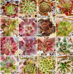 アエオニウム カット苗♡詰め込みセット②(メルカリ便) 2株セットカット苗 アエオニウム モモハナ ハロウィンミルク錦