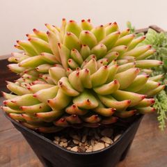 MA113	マリア錦綴化	【イータニク】多肉植物　韓国苗　第四種郵便発送