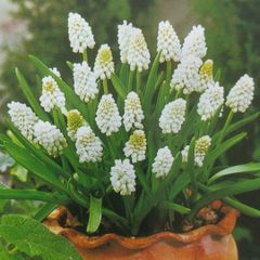 ムスカリ球根 ホワイトマジック10球根 - メルカリ