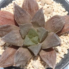 アトロフスカ交配 赤肌 ハオルチア Mサイズ5.5ｃｍポット hawrthia atro-fusca 多肉植物 多肉永遠