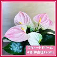 ★超上品なフラットイヤー★アンスリウム　ポーティラエ× サブシグナタム　レア交配 2025年最新】レアアンスリウムの人気アイテム - メルカリ