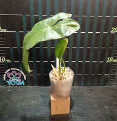 アンスリウム ペンデンス Anthurium type pendens JA - メルカリ