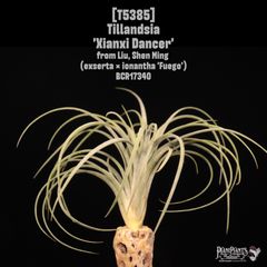 送料無料】Billbergia 'Kolan Snowman'〔ビルベルギア〕現品発送