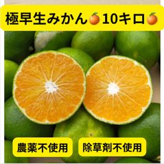 極早生みかん10キロ♪農薬不使用、除草剤不使用♪爽やかな甘みと酸味♪