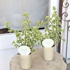 花苗 センテッド ゼラニウム ピンクレモン 斑入り 2.5号 香り ハーブ ゼラニューム 多年草 丈夫
