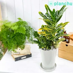 2025年最新】変葉木の人気アイテム - メルカリ