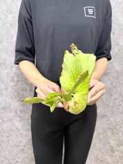 輸入直後!! ▽P.coronarium Wild Bengkulu ▽ 15 コロナリウムワイルド　【PLANET】ビカクシダ　グランデ　スパーバム