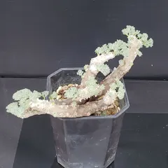 2025年最新】モンソニア ムルチフィダの人気アイテム - メルカリ