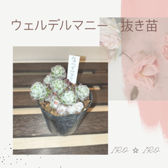 ウェルデルマニー　抜き苗