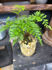ダバリア　シノブ　シダ植物　可愛い　涼しい　観葉植物　ゼオライト　インテリア　グリーン