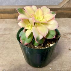 多肉植物　アエオニウム　キウイ