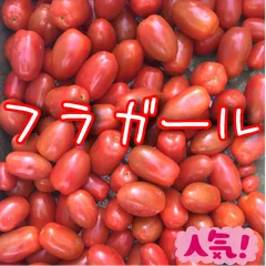 フラガール🍅甘くておいしい！濃蜜クリスピー！農家👩‍🌾直送🚚！フルーツトマト！コンパクト！