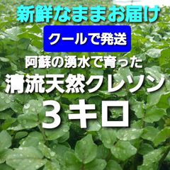 クール発送 ３キロ 阿蘇の湧水で育った清流天然クレソン